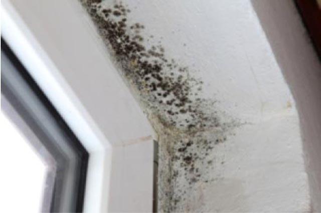 Black mould
